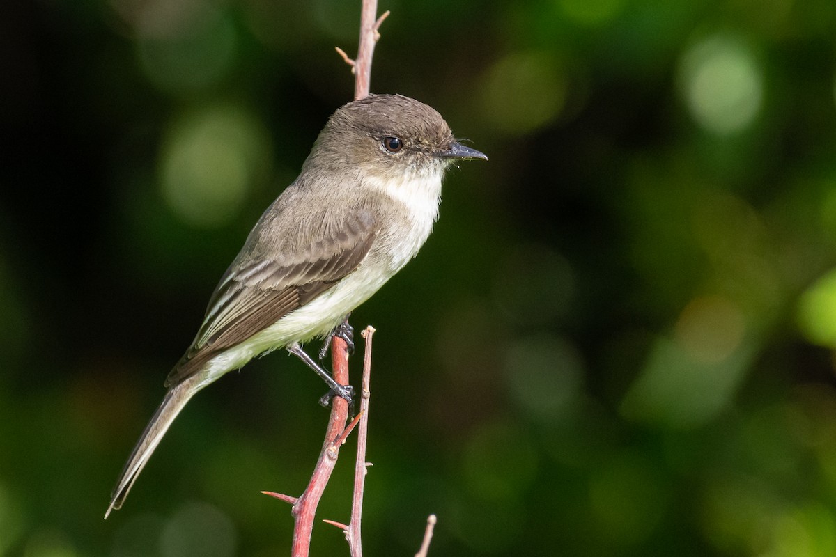 Eastern Phoebe - ML281344451