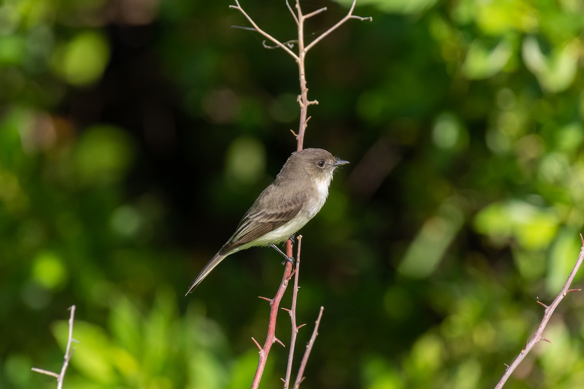 Eastern Phoebe - ML281344461