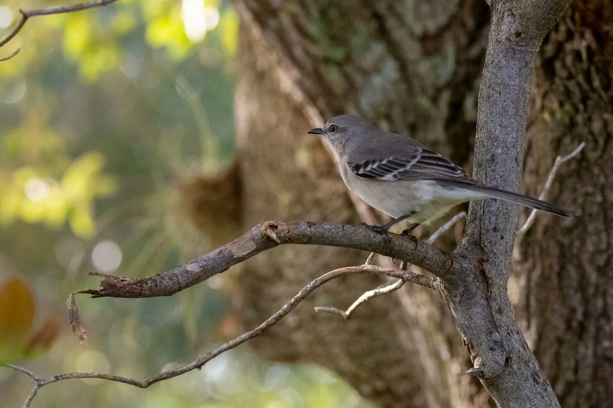Northern Mockingbird - ML281344531