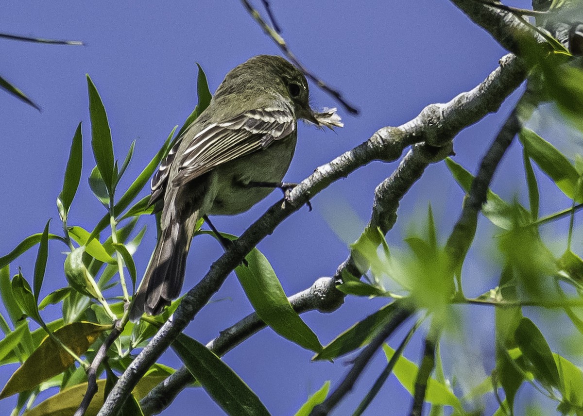 Small-billed Elaenia - ML281344551