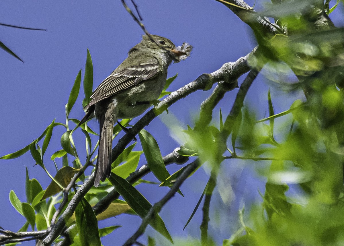 Small-billed Elaenia - ML281344571