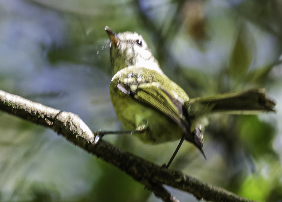 Mottle-cheeked Tyrannulet - ML281344621