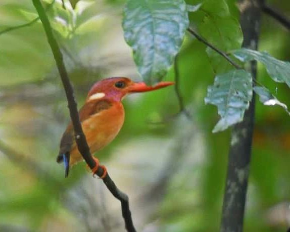 Sulawesi Dwarf-Kingfisher - ML281344781