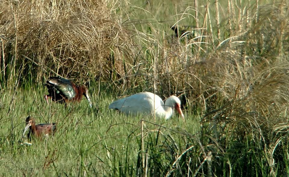 White Ibis - ML28134611