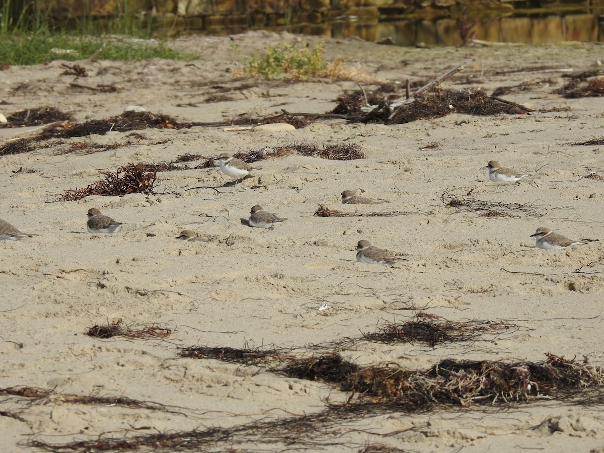 Snowy Plover - ML281346621