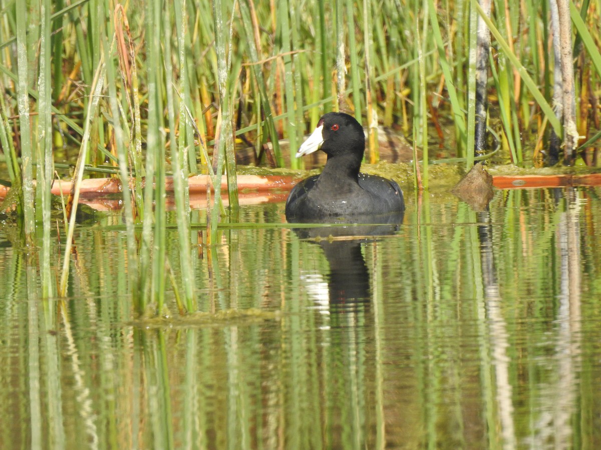 American Coot - ML281347041