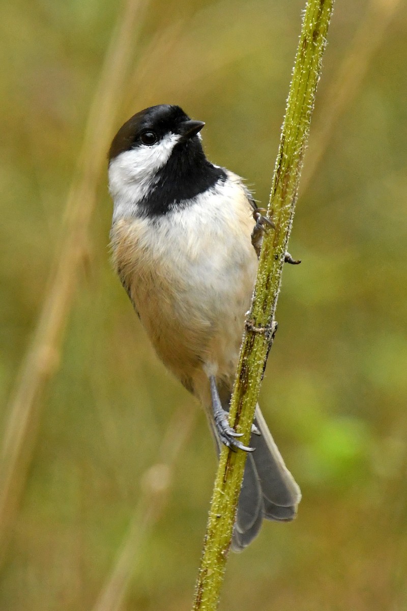 Carolina Chickadee - ML281347131