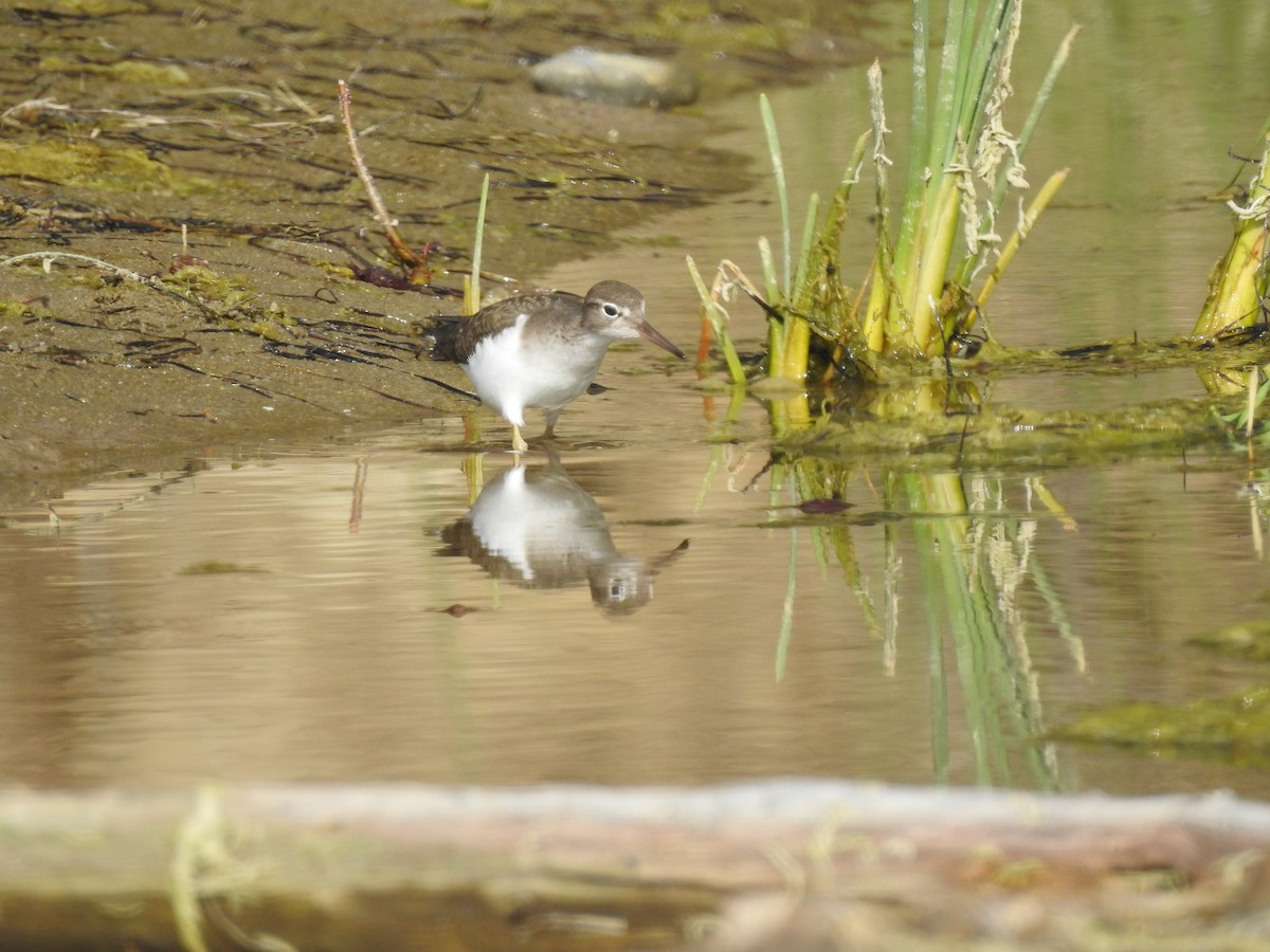 Spotted Sandpiper - ML281347651