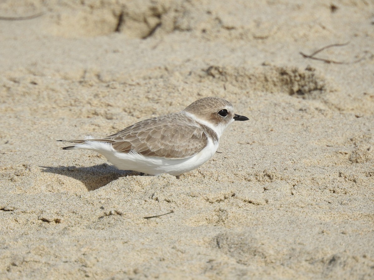 Snowy Plover - ML281348051