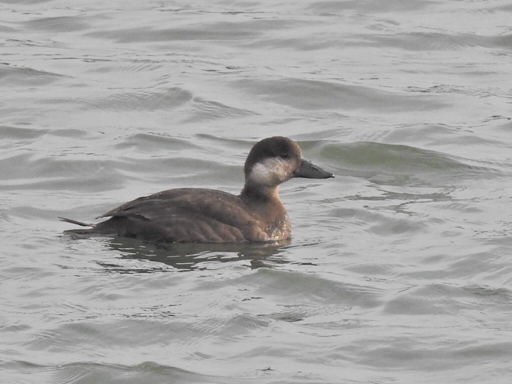 Black Scoter - ML281348891
