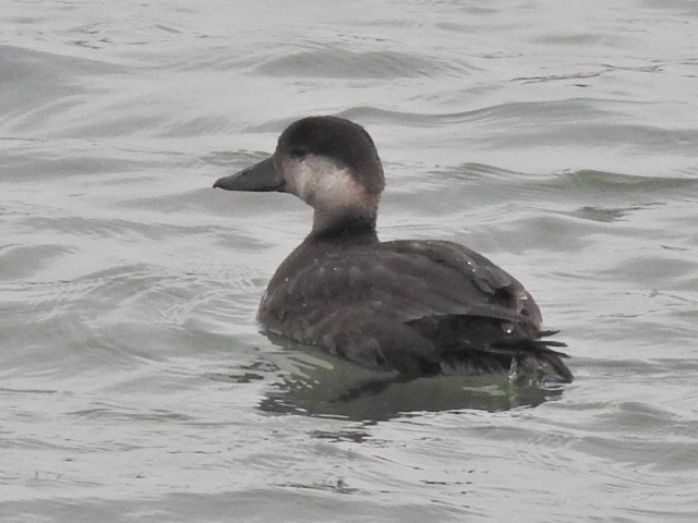 Black Scoter - ML281348991