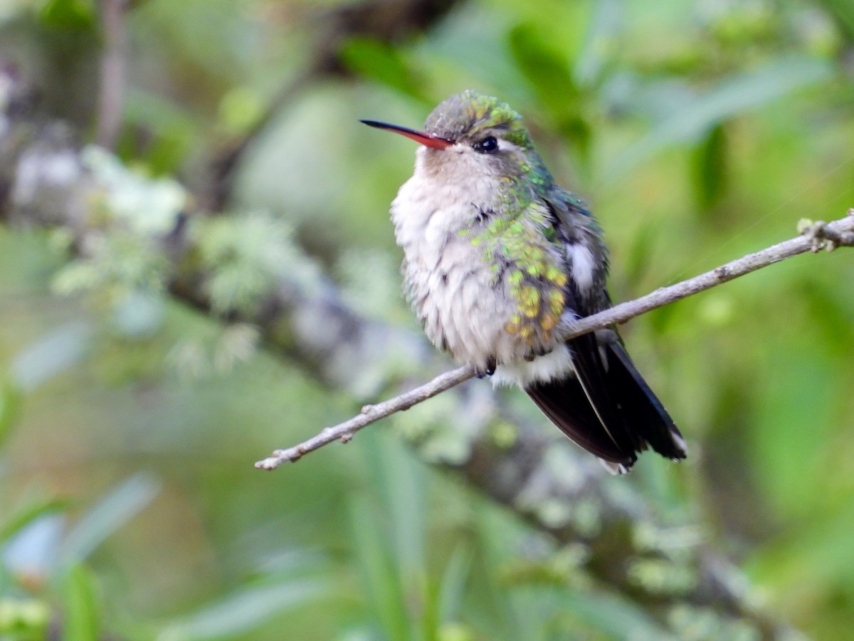 Glittering-bellied Emerald - ML281349871