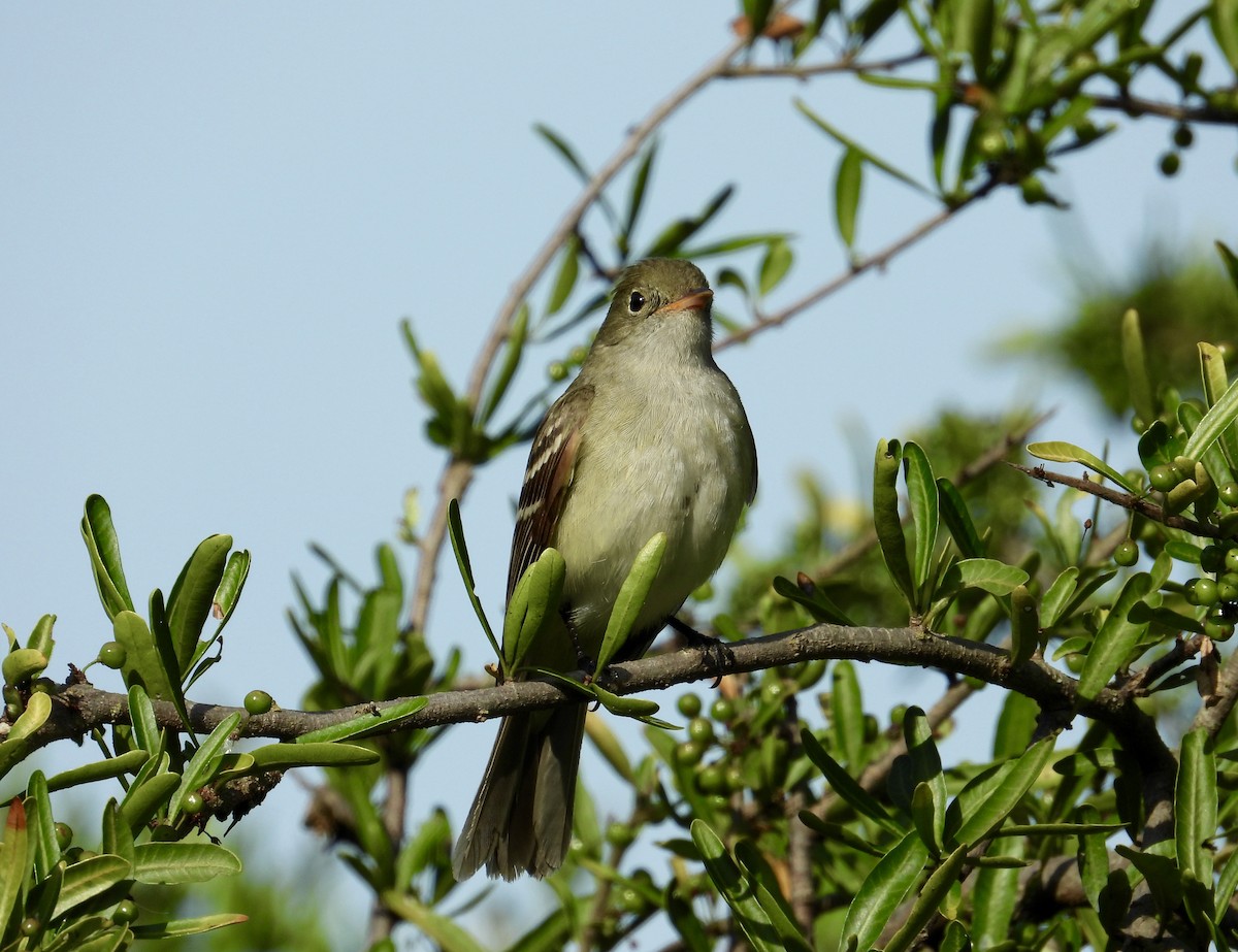 Small-billed Elaenia - ML281351561