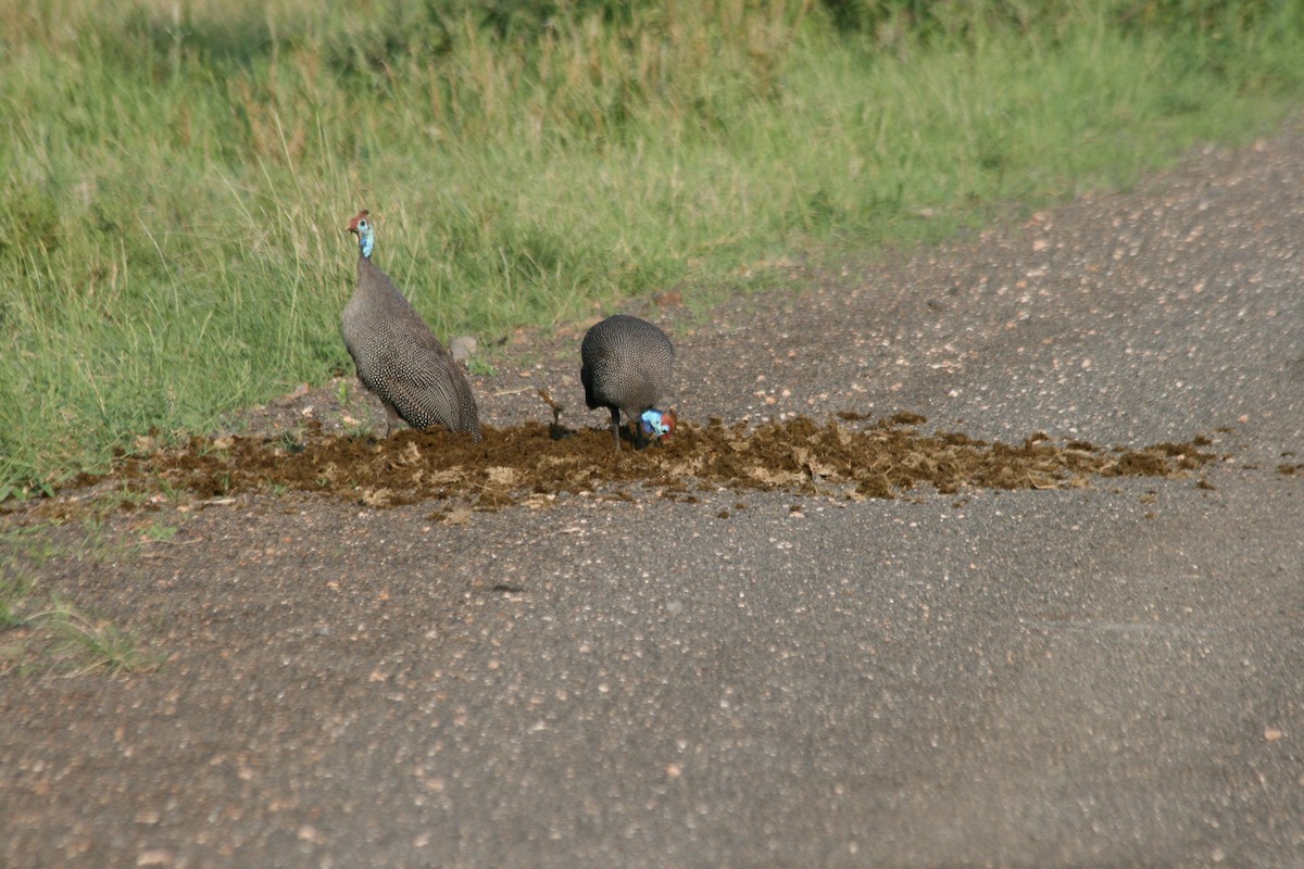 Helmeted Guineafowl - ML281351761
