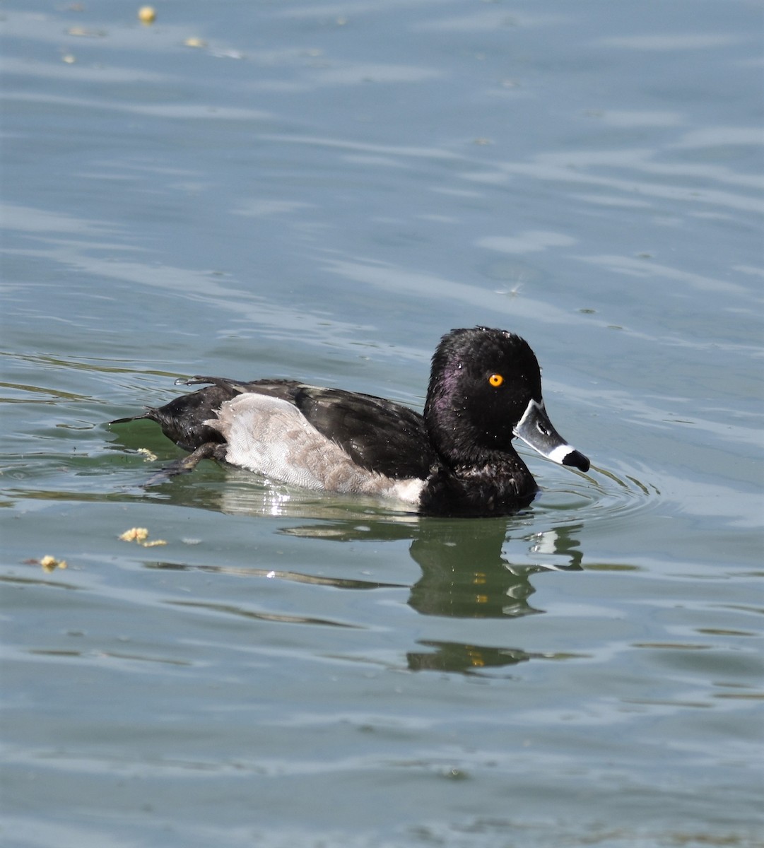 Ring-necked Duck - ML281352221