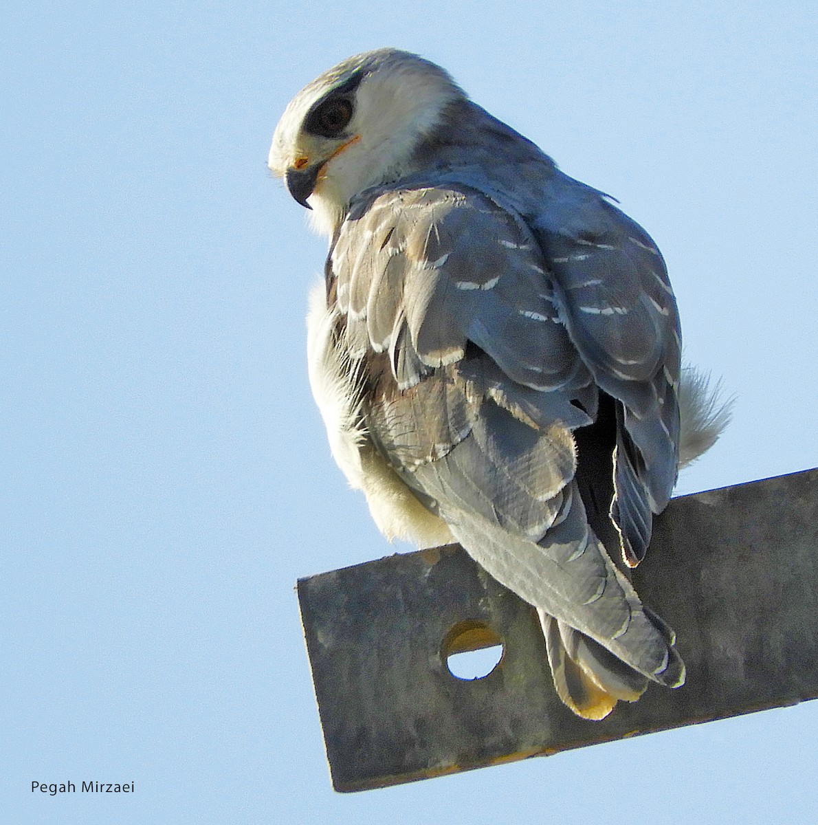 Nibbio bianco - ML281354861