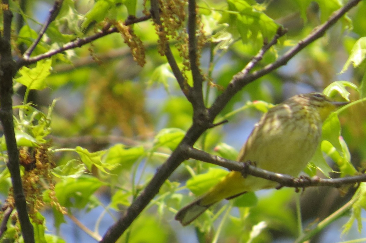 Palm Warbler - ML28135621