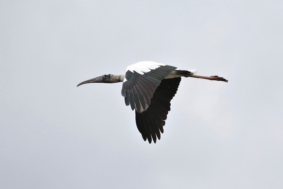 Wood Stork - John and Milena Beer