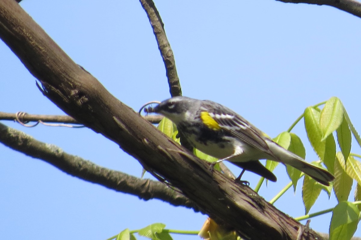 Yellow-rumped Warbler - ML28135641