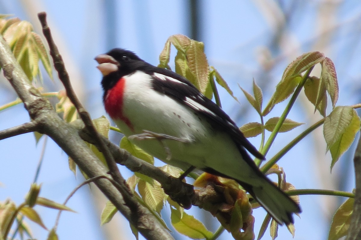 Rose-breasted Grosbeak - ML28135671