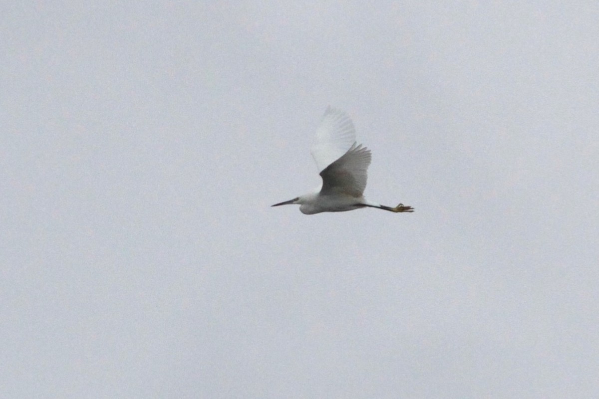 Little Egret - ML281356841