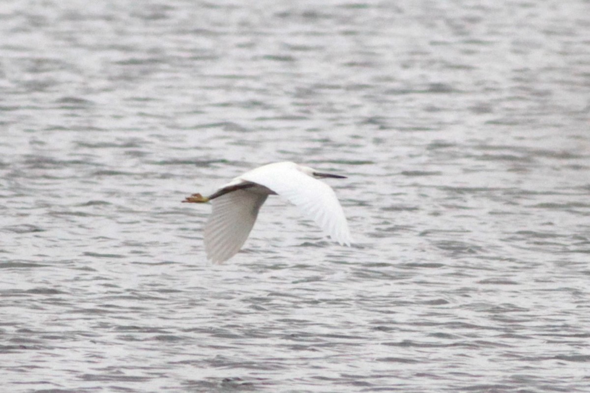 Little Egret - Kenneth MacIntosh