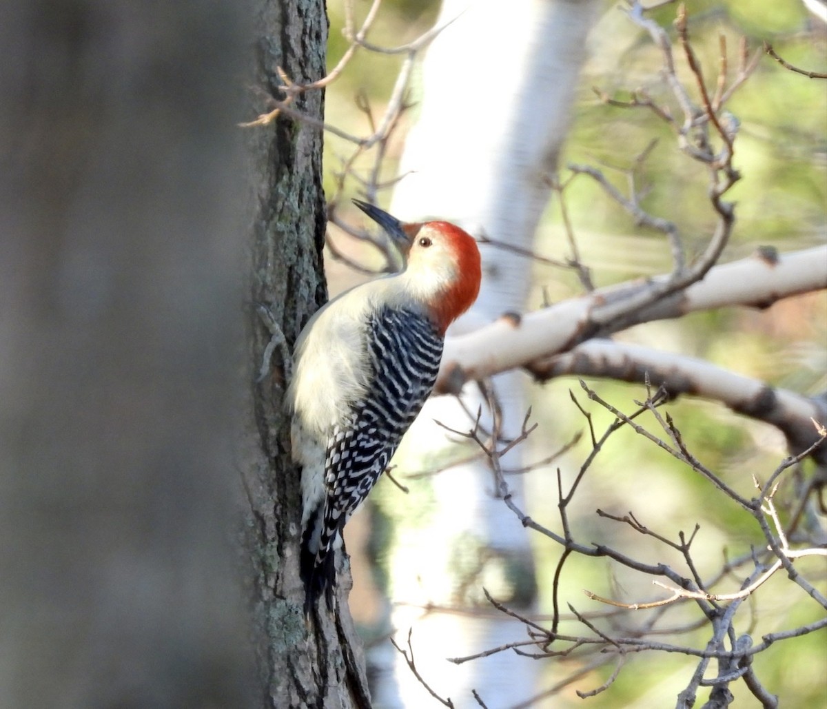 Red-bellied Woodpecker - ML281358421