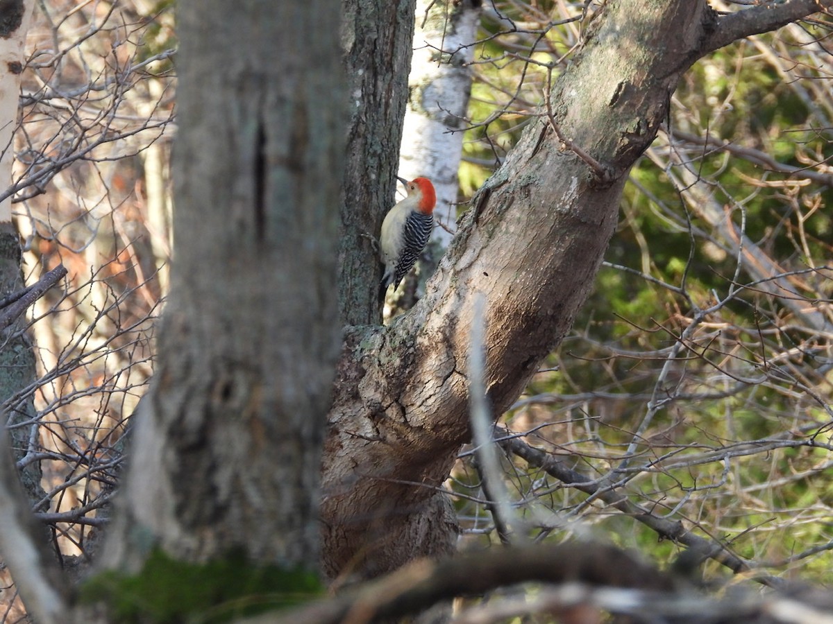 Red-bellied Woodpecker - ML281358521