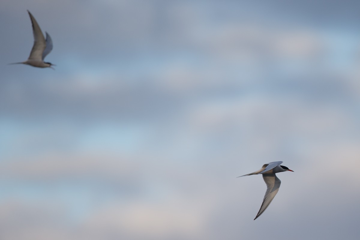 Common Tern - Chris Wood