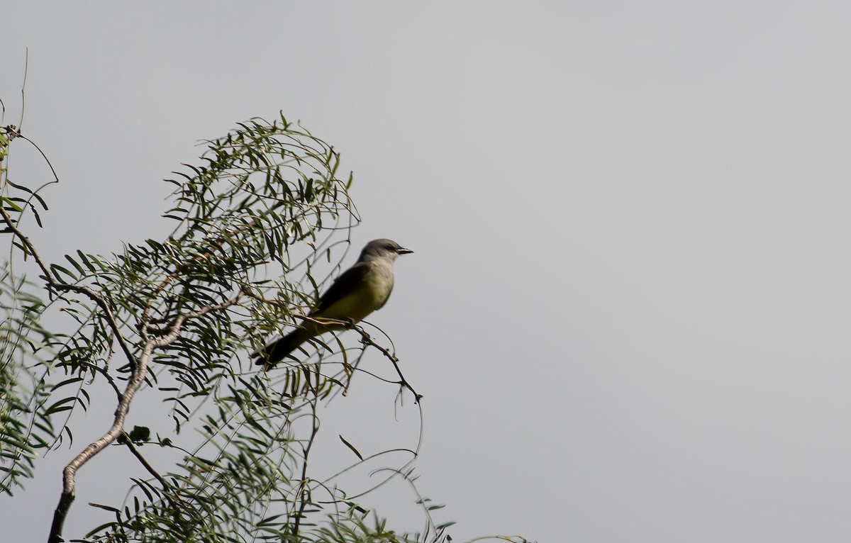 Western Kingbird - ML281359431