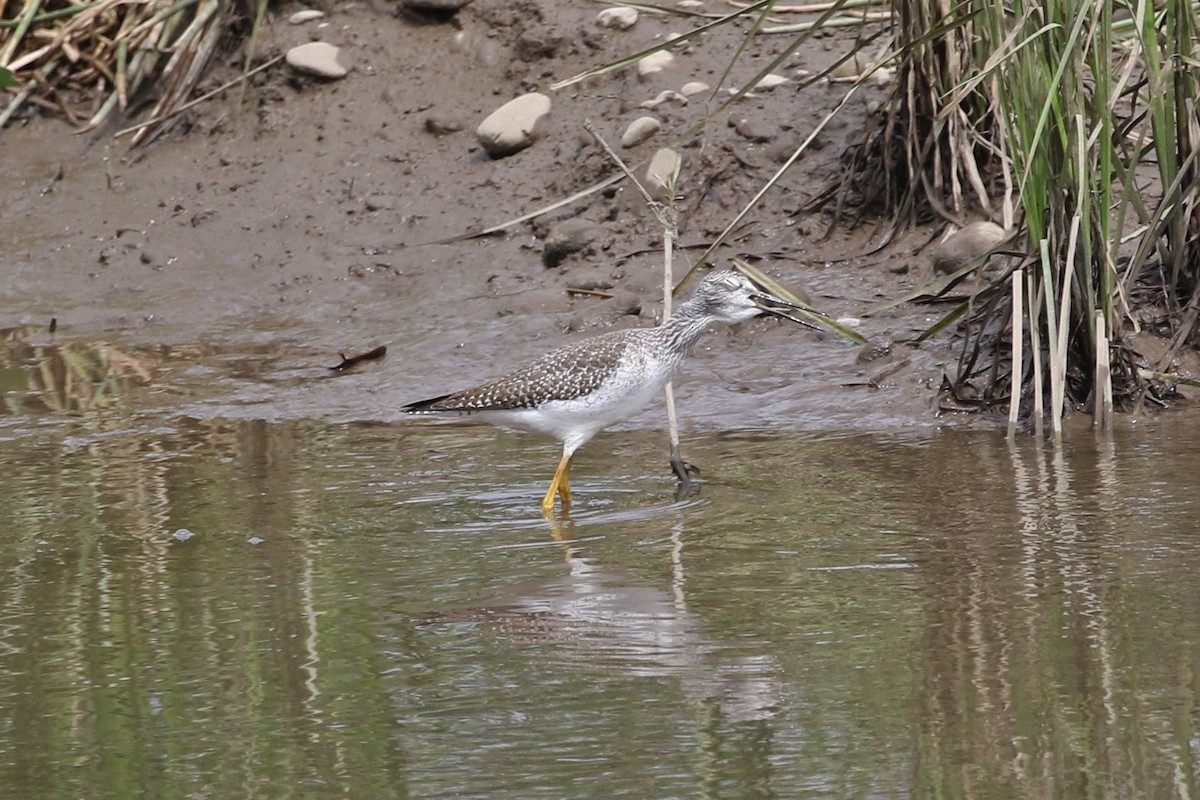 Greater Yellowlegs - ML281360161