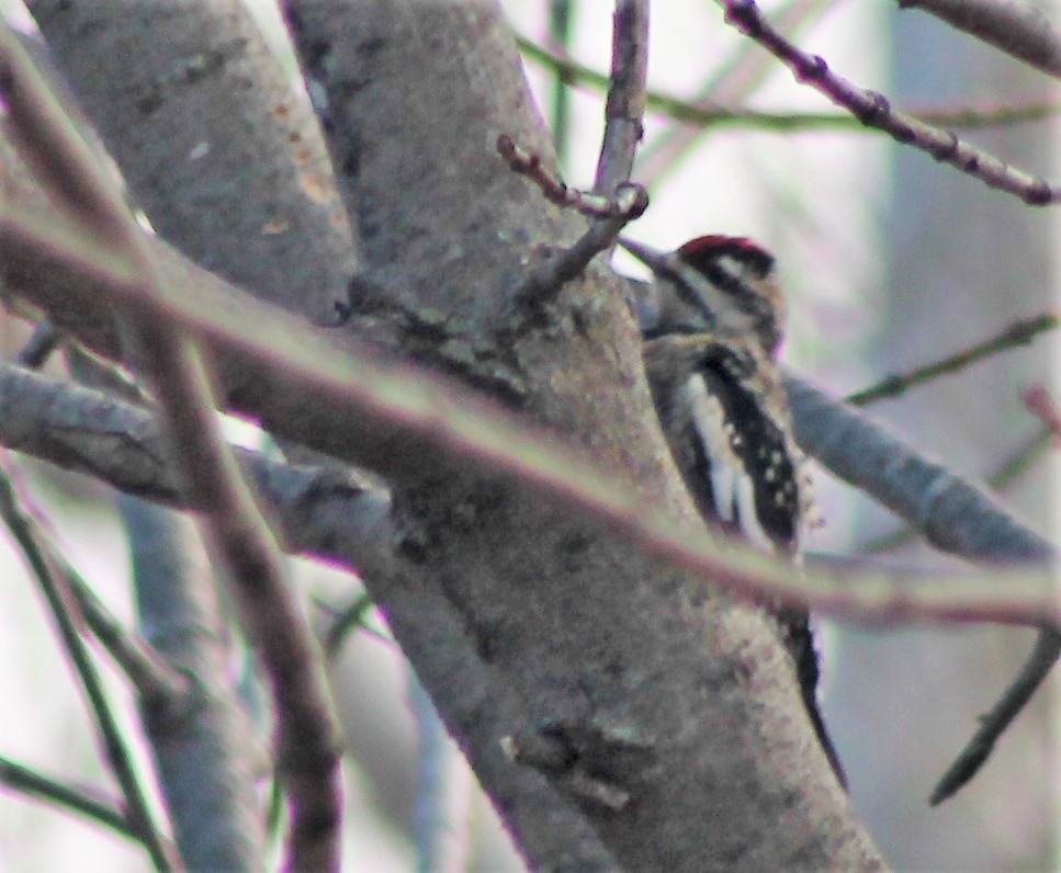 Yellow-bellied Sapsucker - ML281362091