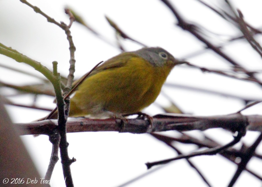 Nashville Warbler - Deborah Kral