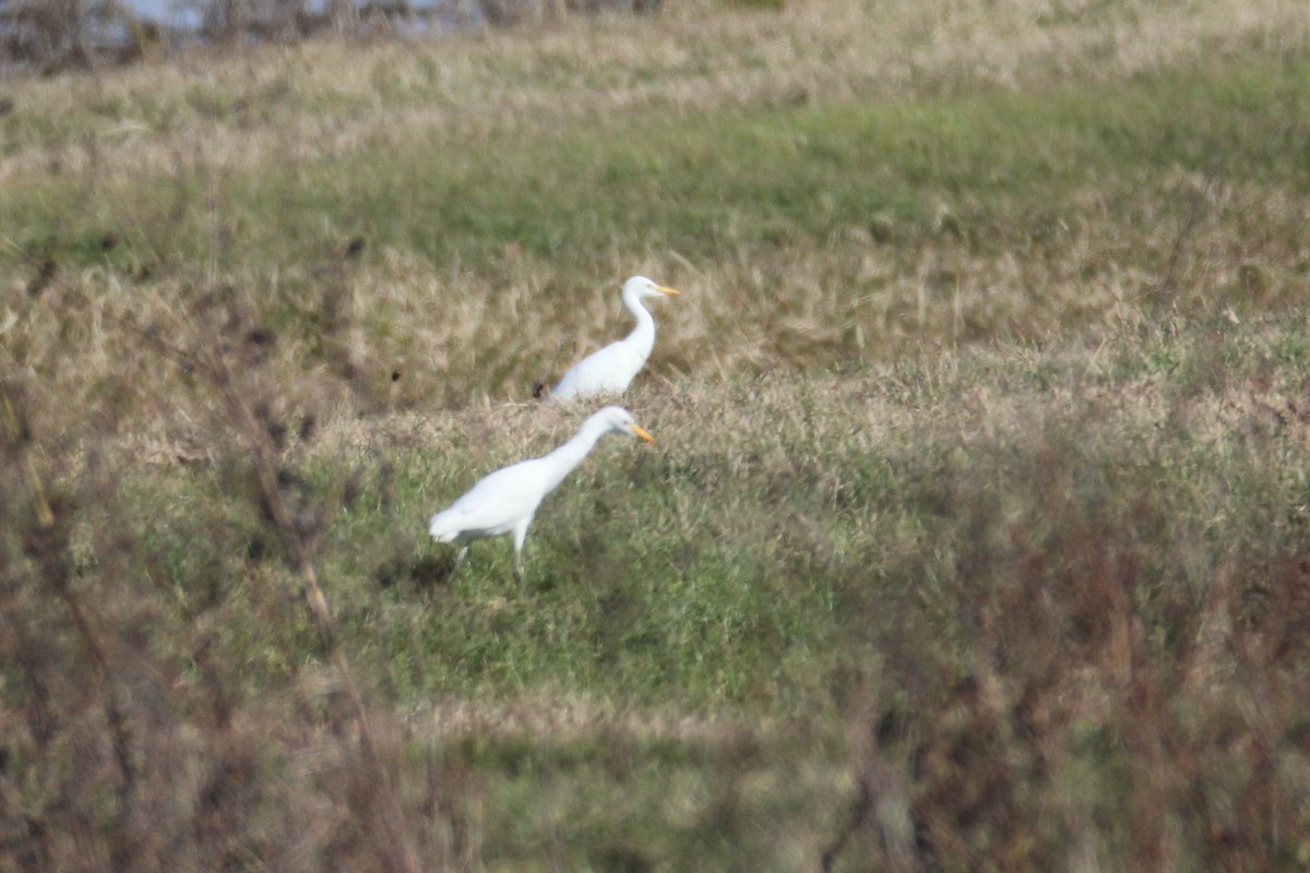 Western Cattle Egret - ML281363481