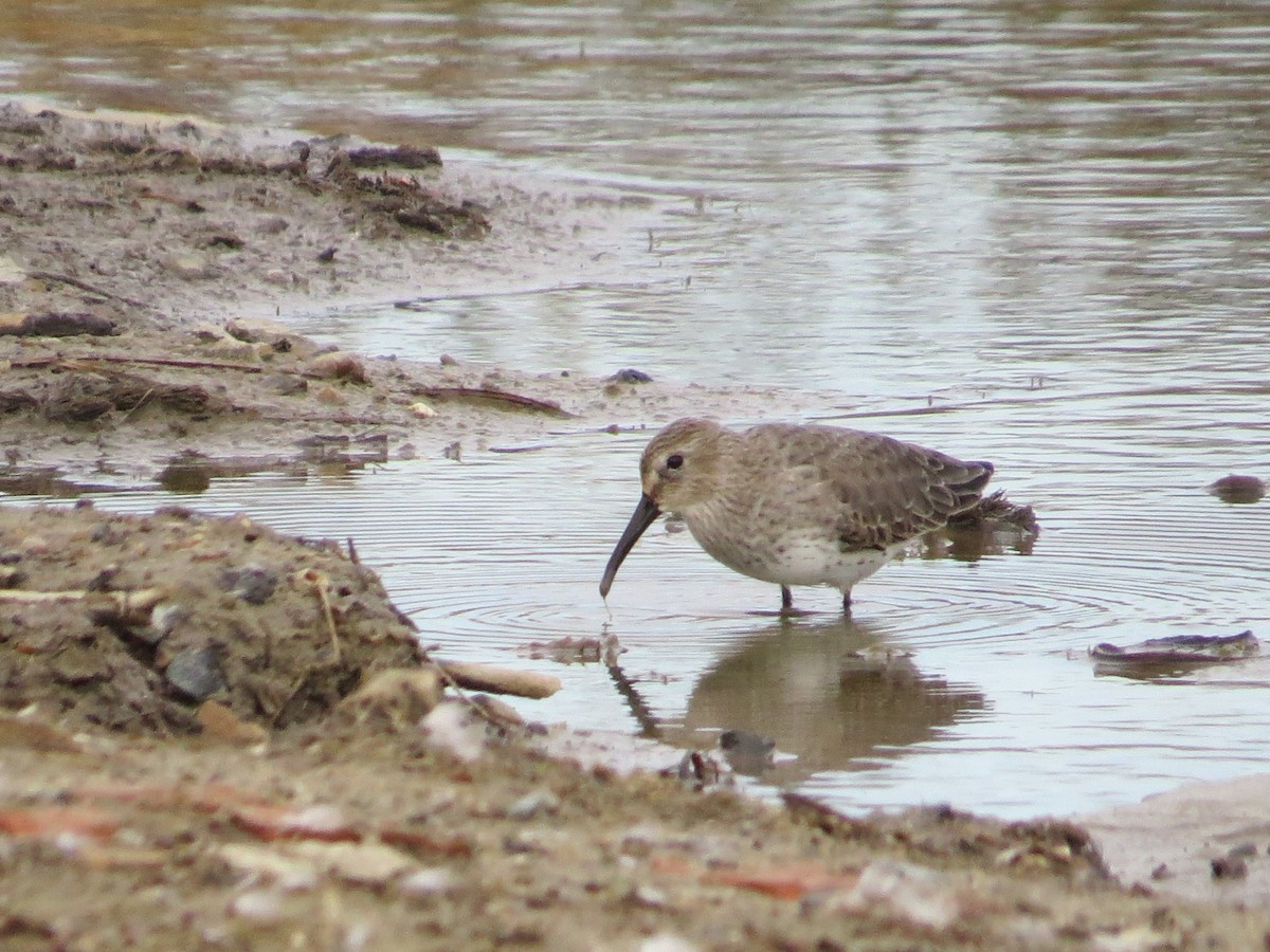 Dunlin - ML281364821