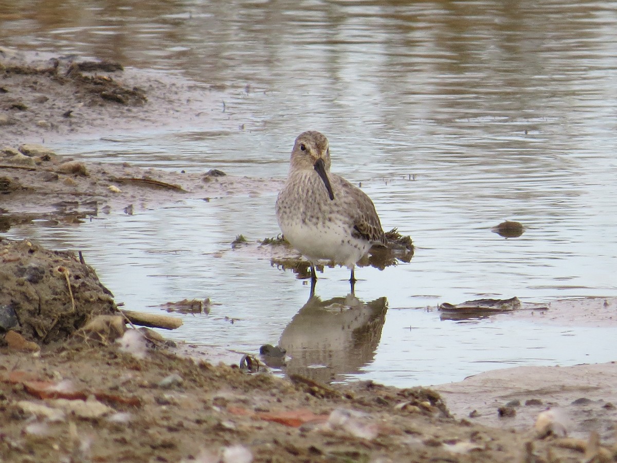 Dunlin - ML281364861