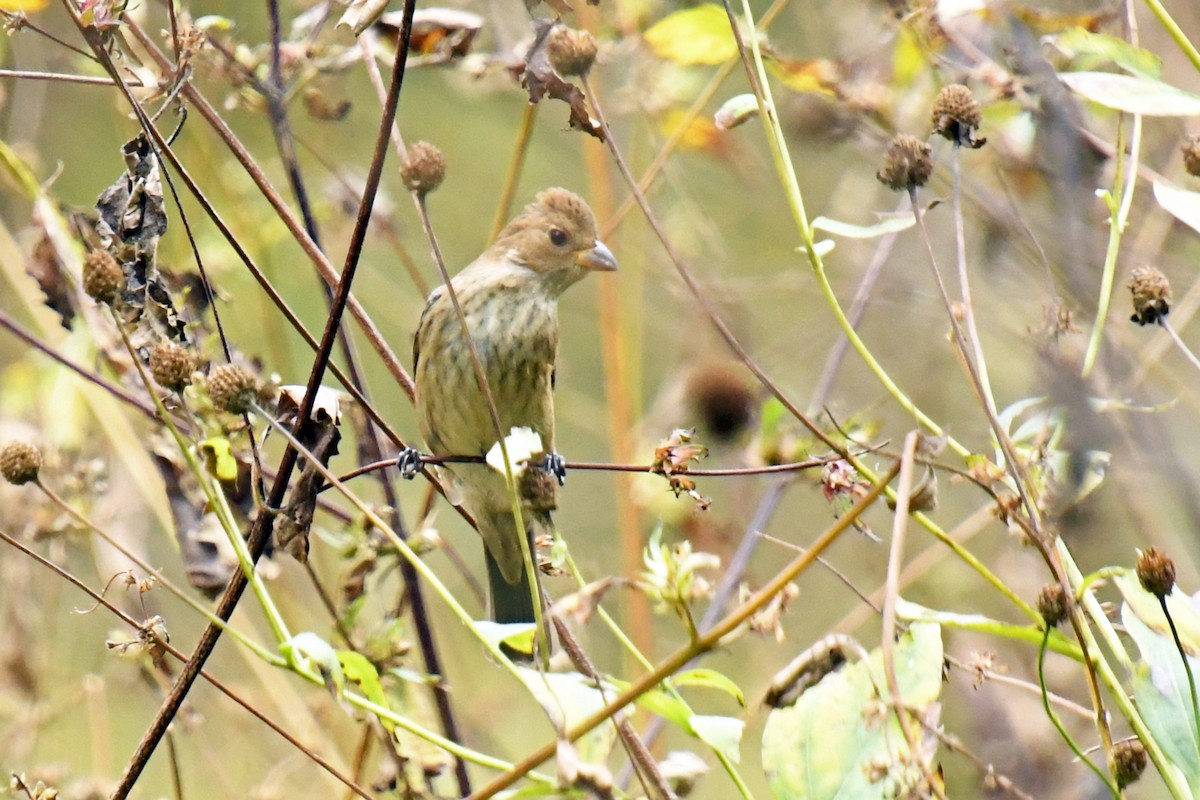 Indigo Bunting - ML281365211