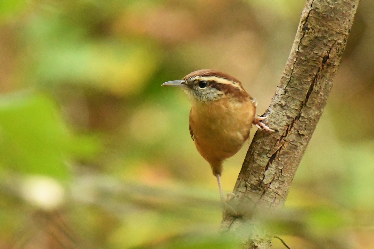 Carolina Wren - ML281366891