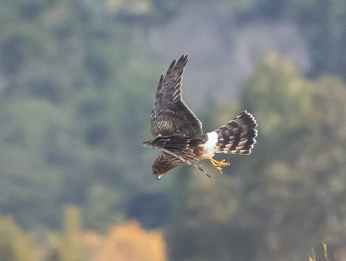 Northern Harrier - Jeffrey Barnum