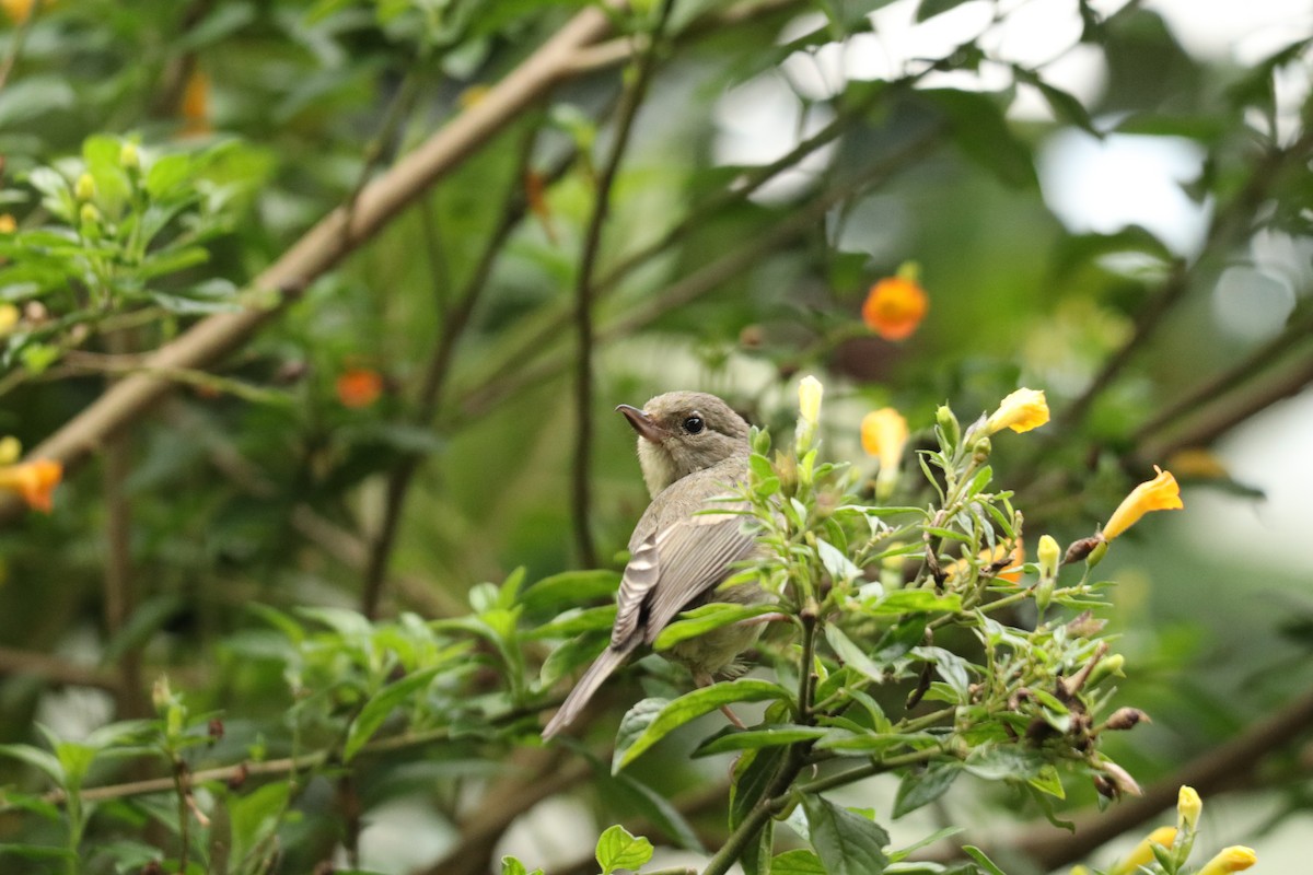 Rusty Flowerpiercer - ML281370351