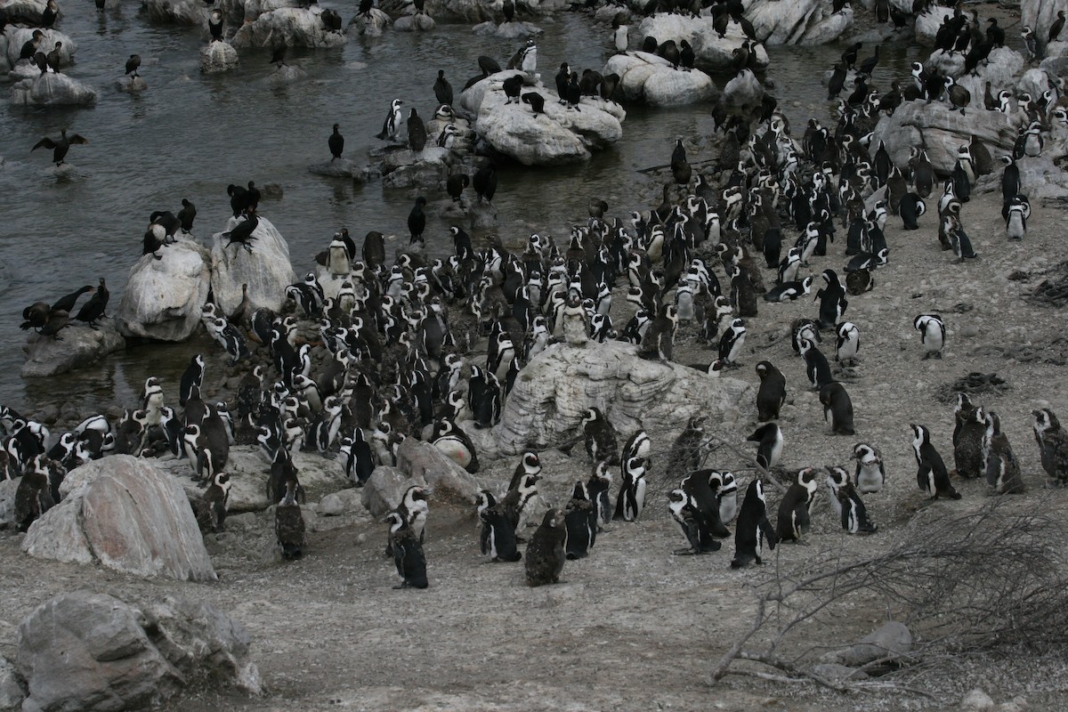 Очковый пингвин - ML281371991