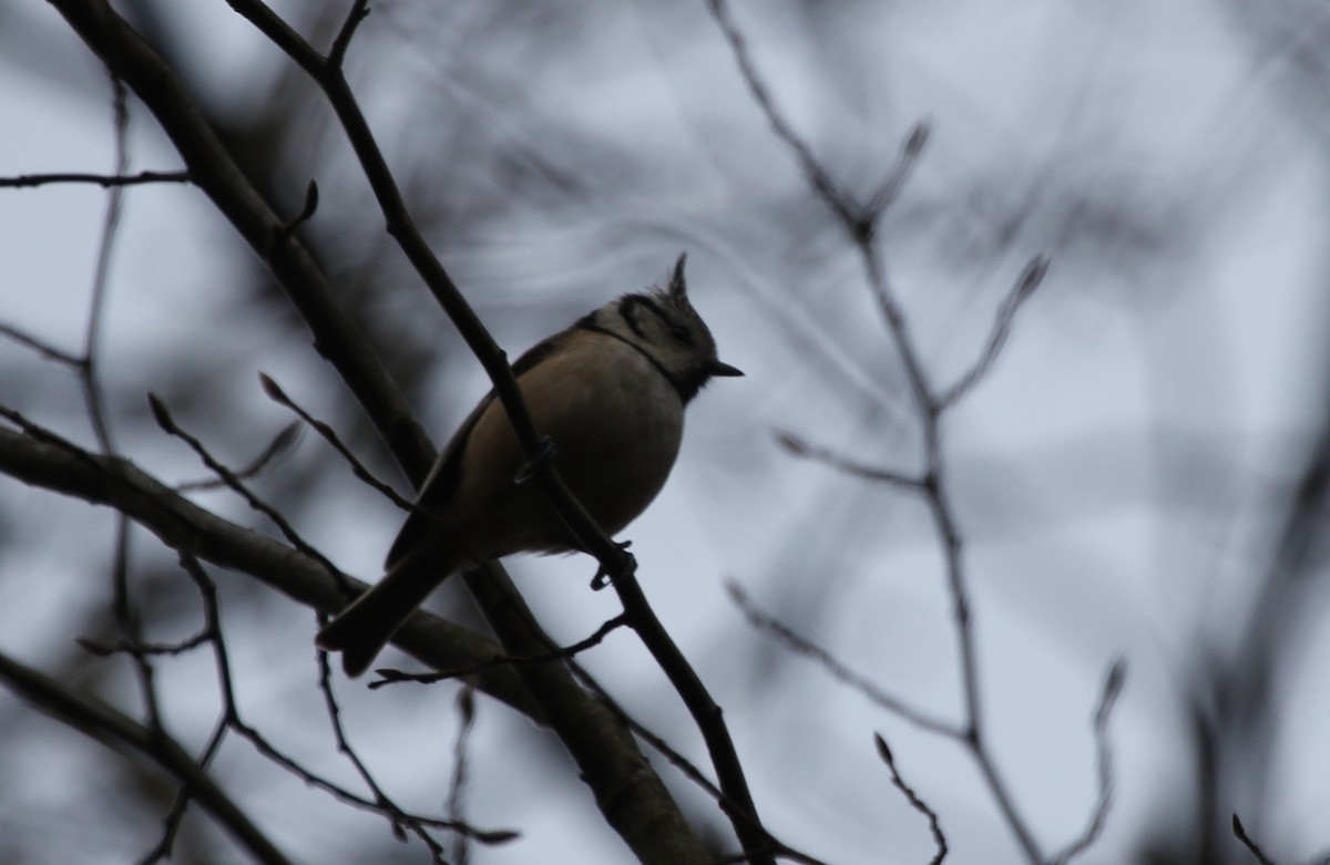 Crested Tit - ML281373541