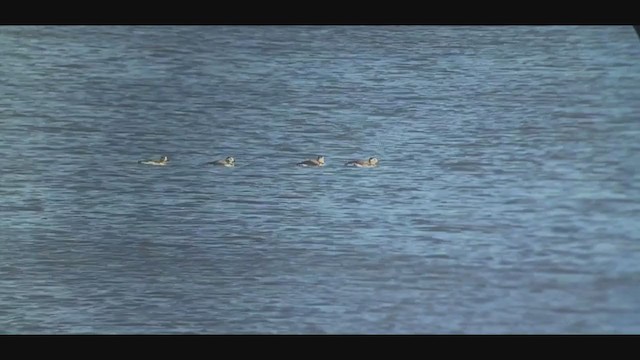 Long-tailed Duck - ML281373601