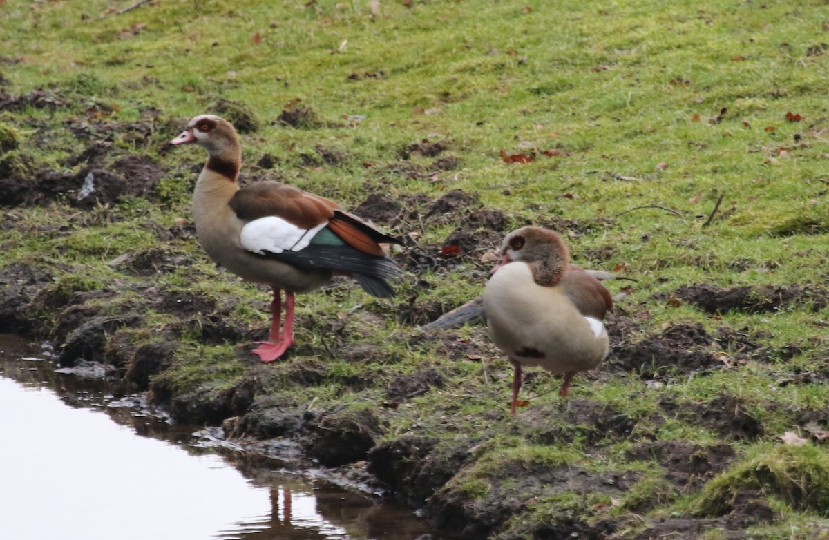 Egyptian Goose - ML281373951