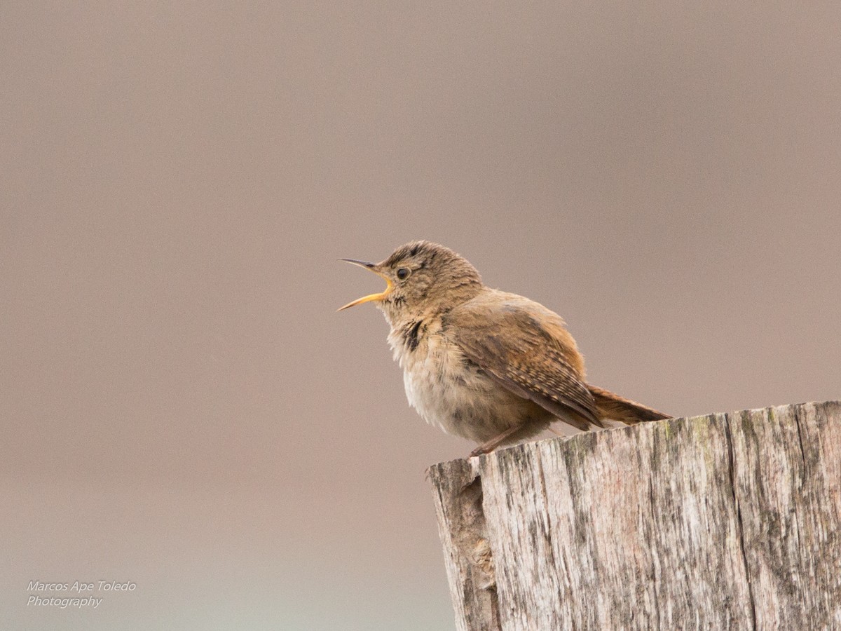 House Wren - ML281374111