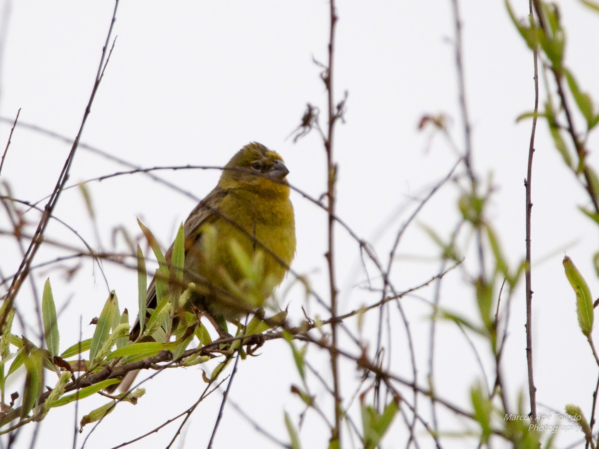 Grassland Yellow-Finch - ML281374931