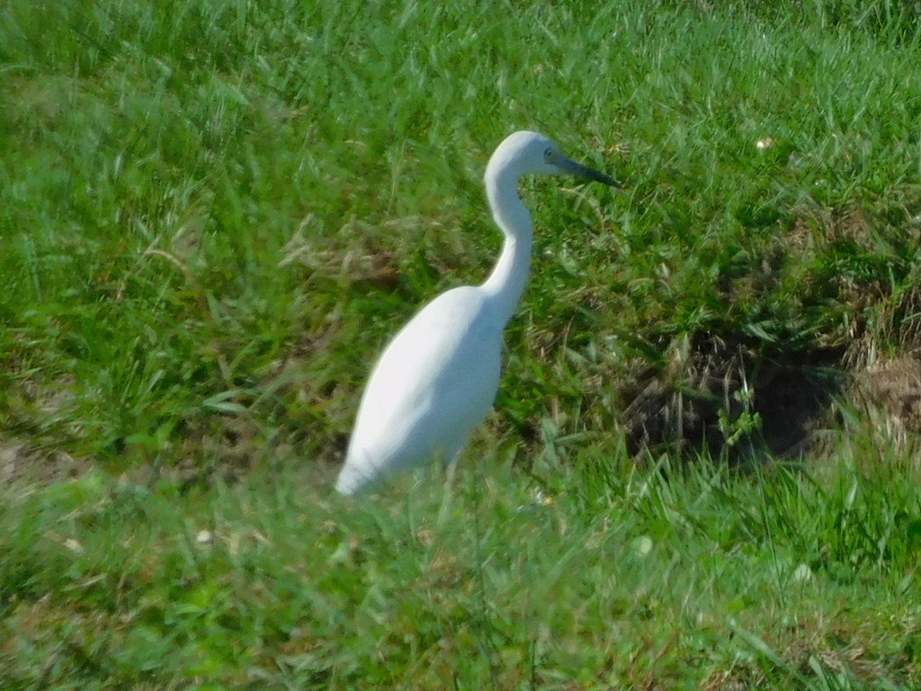 Little Blue Heron - ML281375551