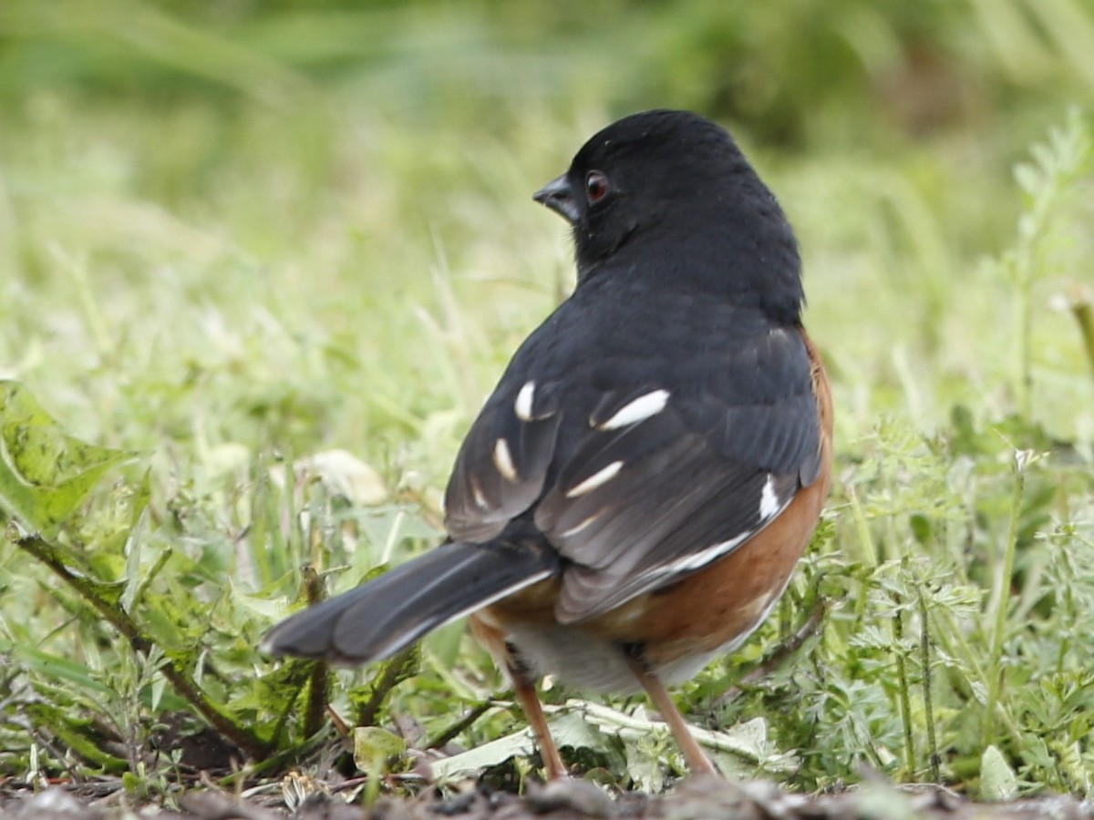 Eastern Towhee - ML28137561