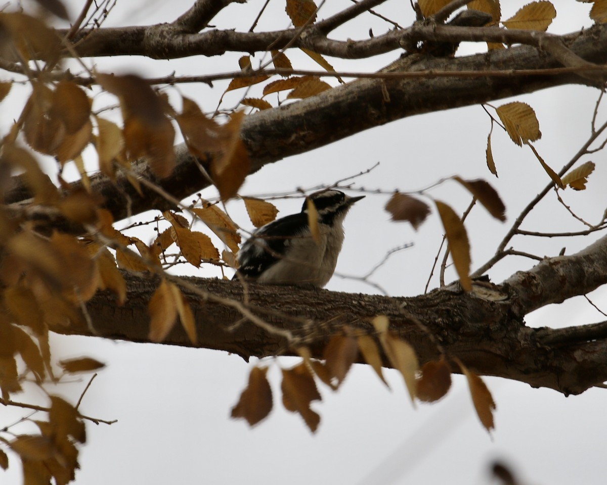 Downy Woodpecker - Mickey Dyke