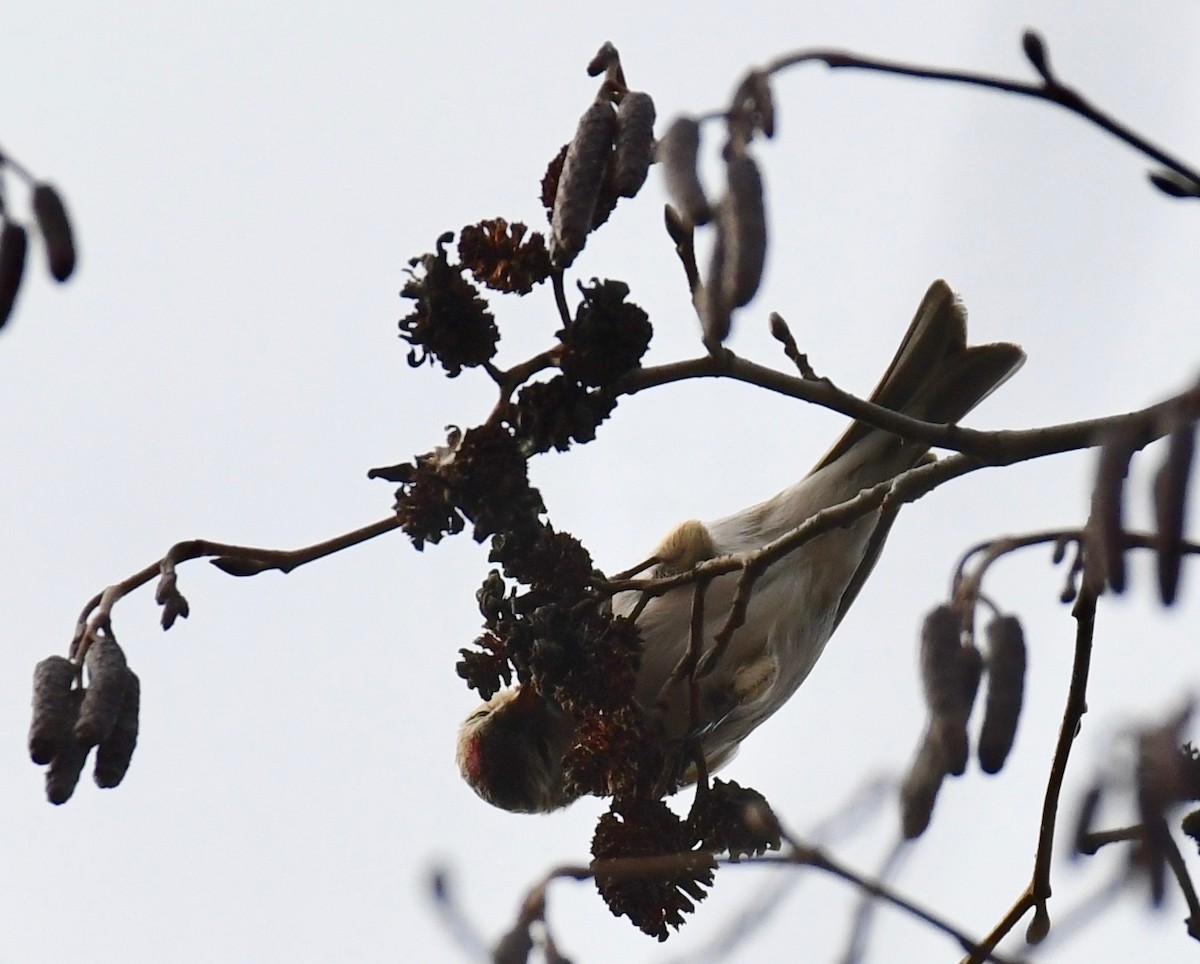 Common Redpoll - Kim Hartquist